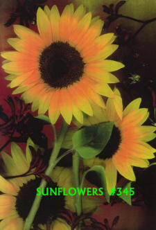 sunflowers